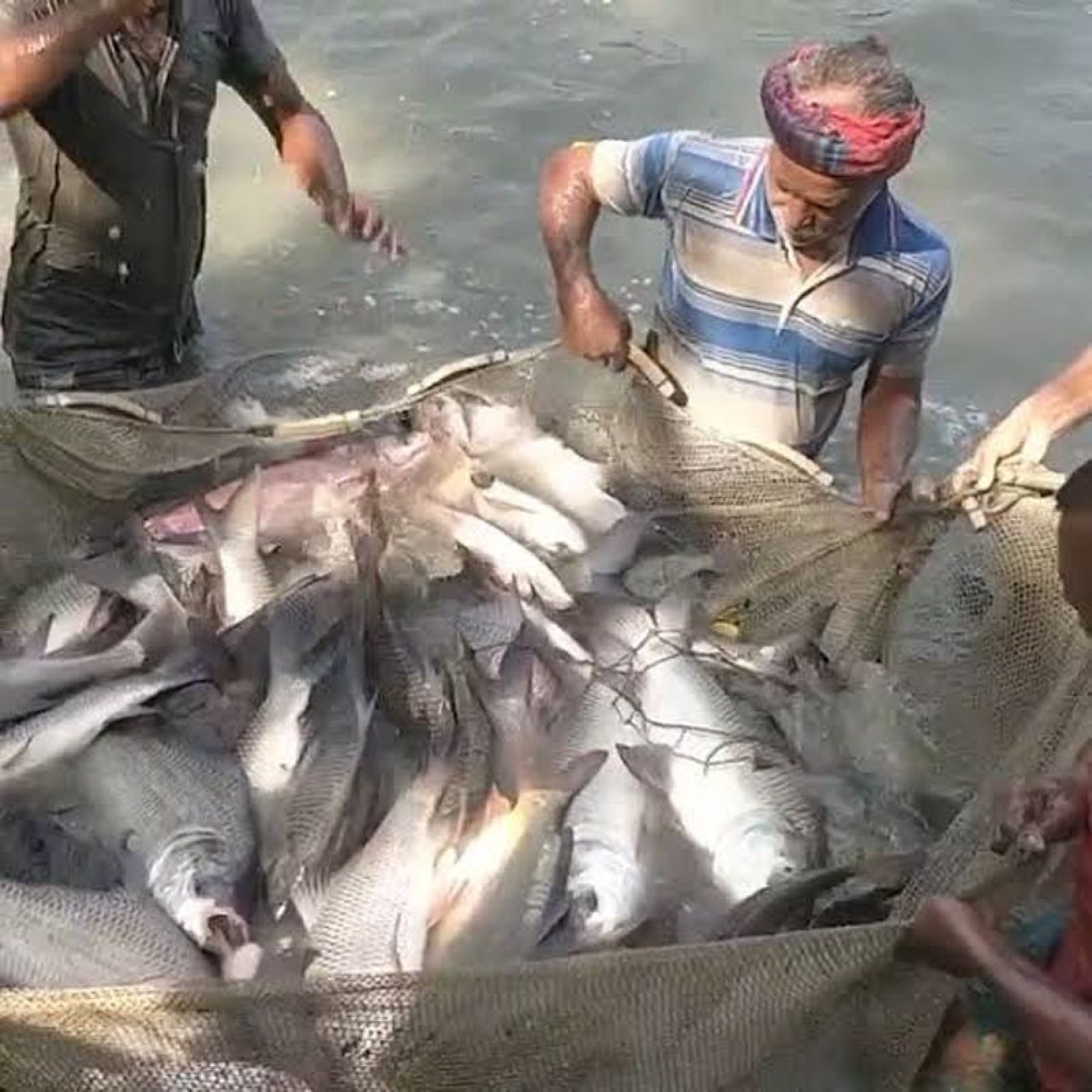 রাজশাহী বিভাগে মৎস্যবিপ্লব: প্রতিদিন ২০ কোটির তাজা মাছ ছড়িয়ে পড়ছে ২৮ জেলায়