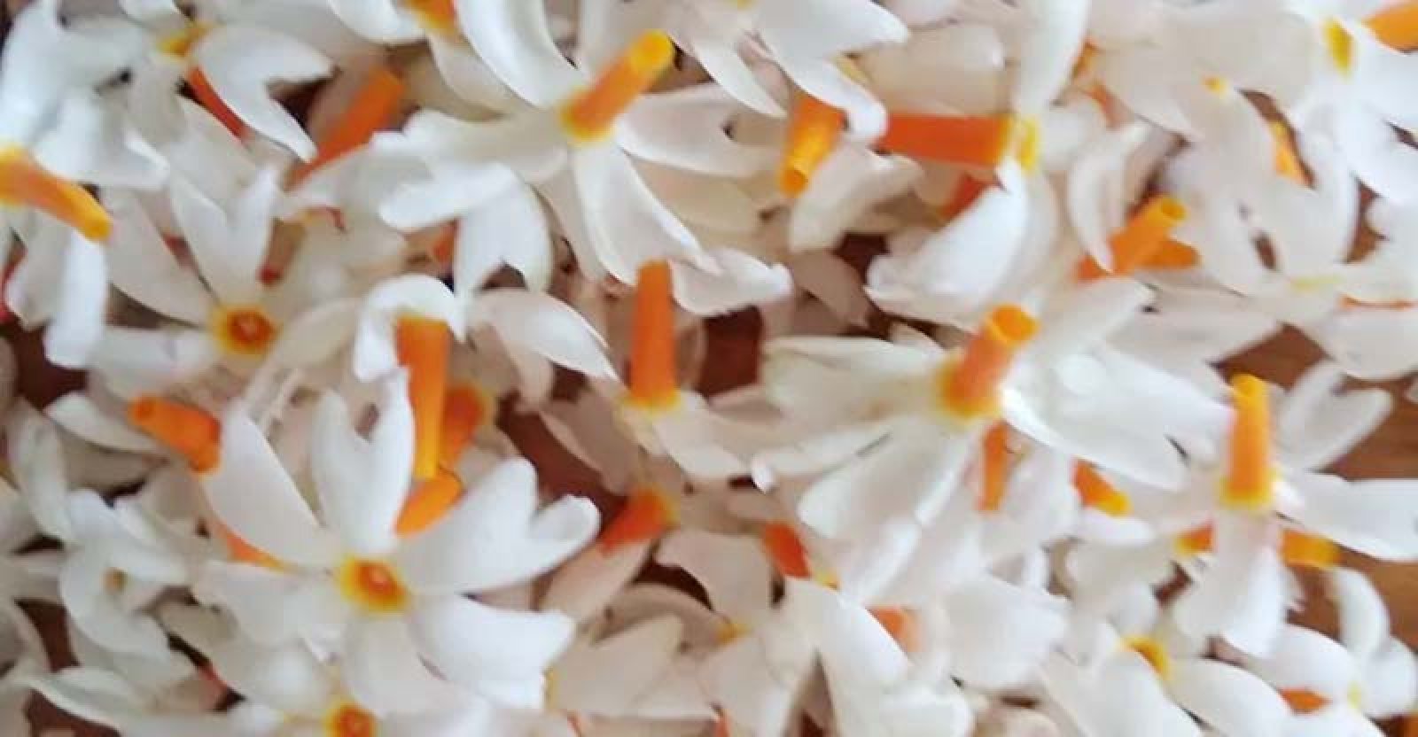 শিউলি ঝরে দূর্বা ঘাসে