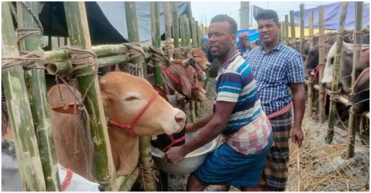 ক্রেতা কম গরু বেশি, দামও সস্তা