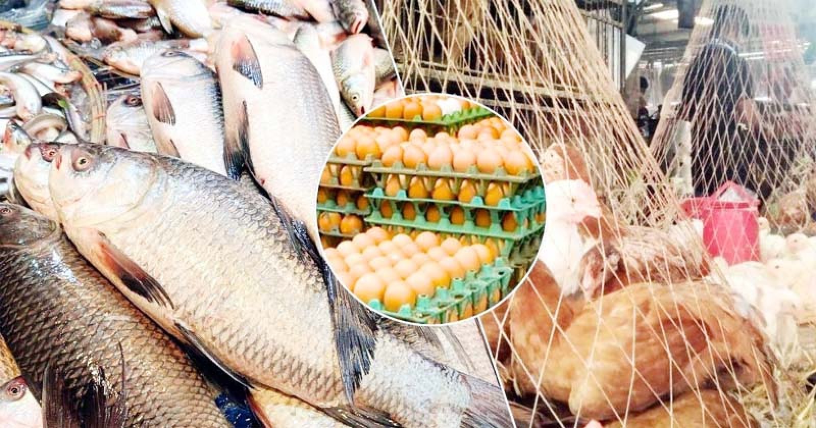 ২০০ টাকার নিচে মিলছে না মাছ - মুরগি, ডিমের ডজন ১৫০