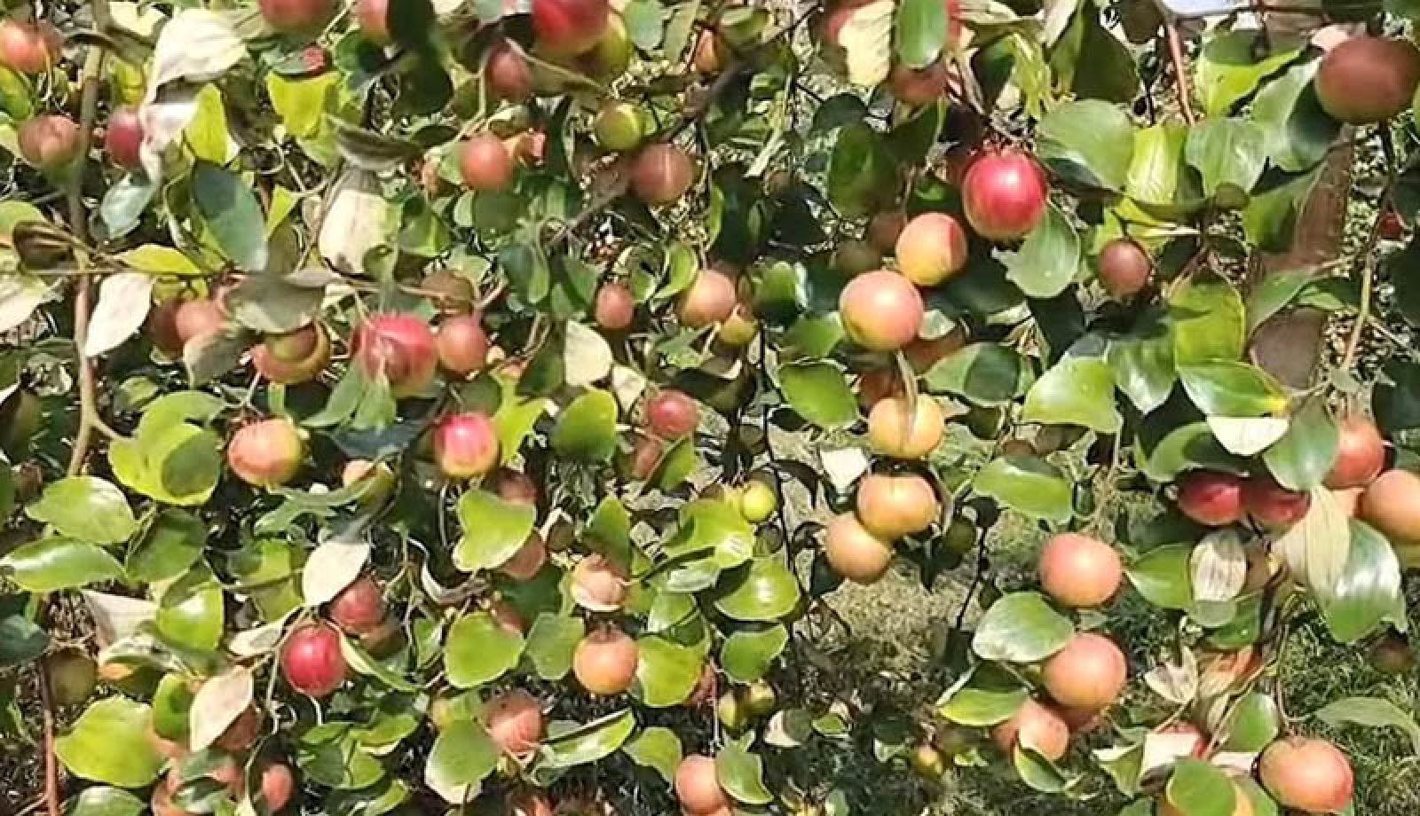 বাণিজ্যিকভাবে কুল চাষে আগ্রহ বাড়ছে সাতক্ষীরার কৃষকদের