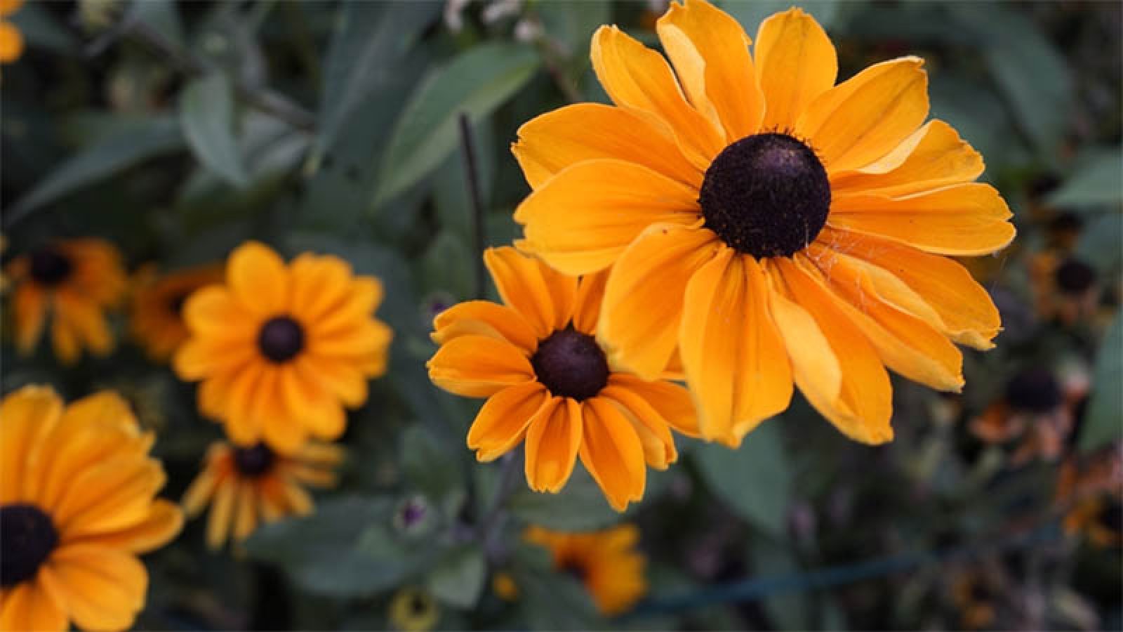 ইসলামের প্রথম দূত ছিলেন যে সাহাবি