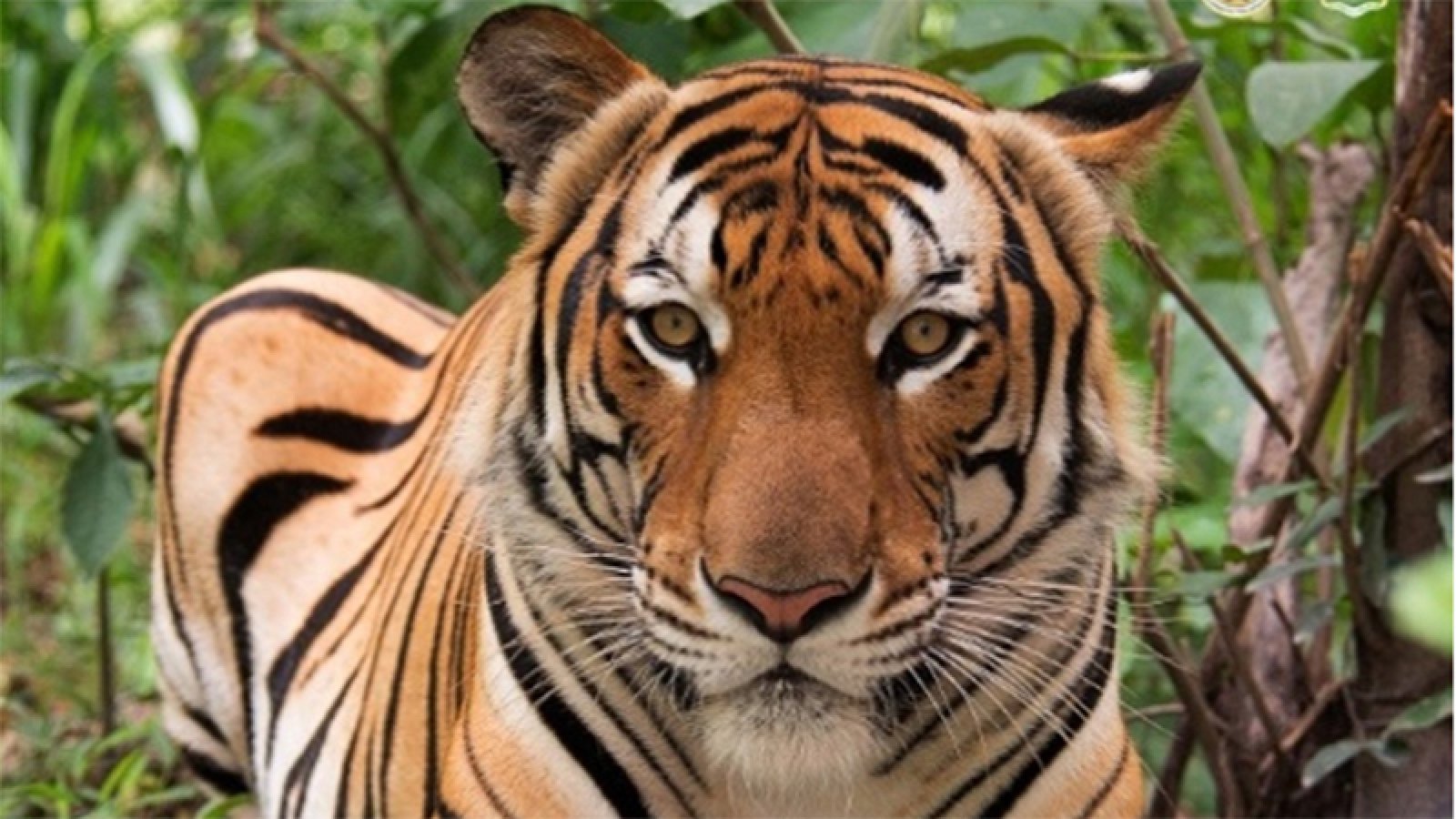 থাইল্যান্ডে ভাইরাসে আক্রান্ত হয়ে ৭২টি বাঘের মৃত্যু