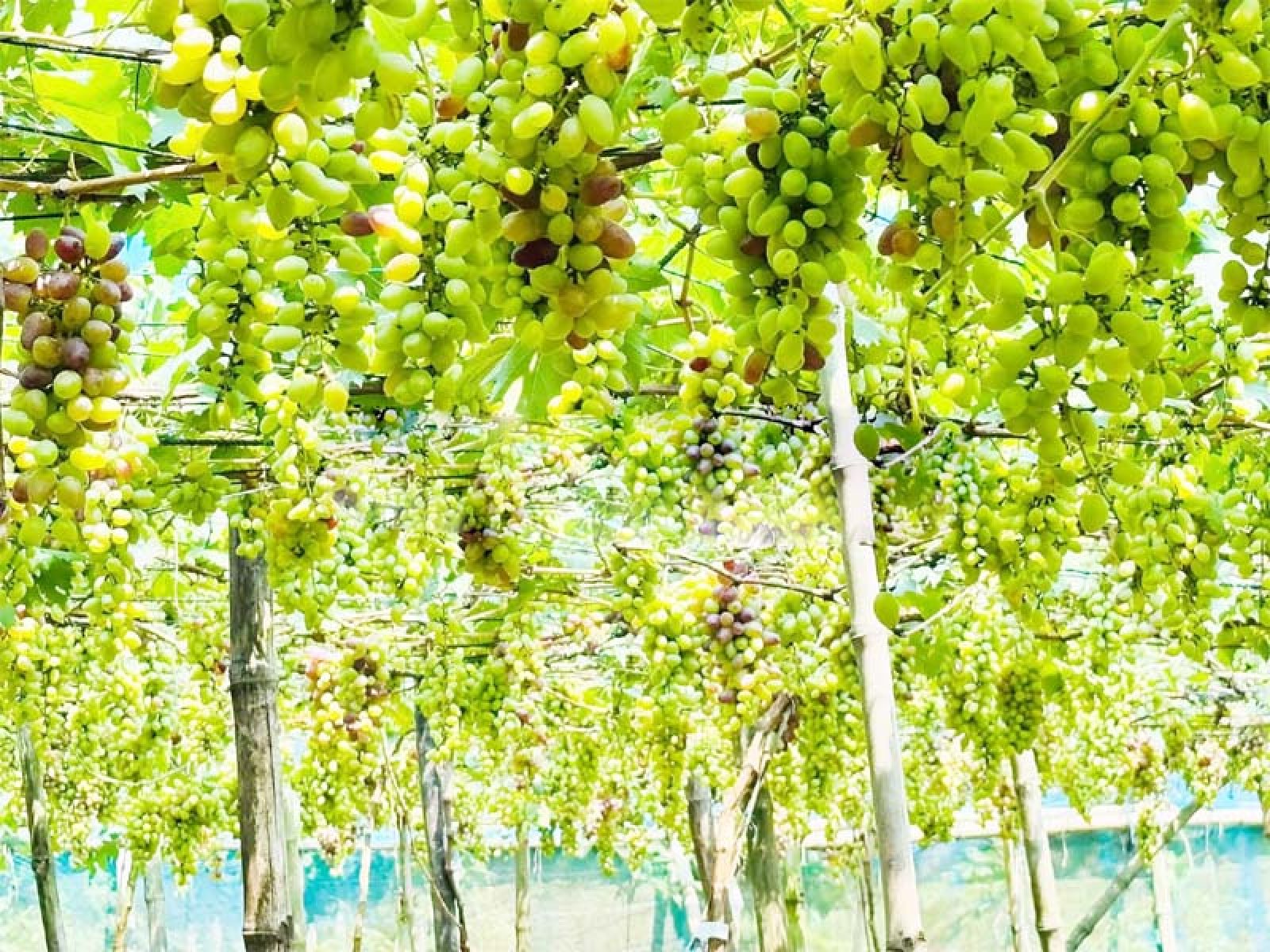 আমের রাজধানীতে আঙুরের বিপ্লব