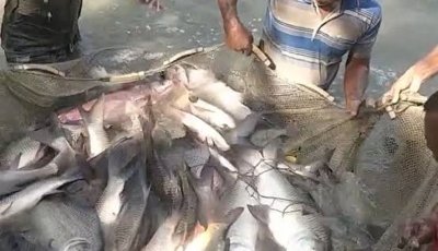 রাজশাহী বিভাগে মৎস্যবিপ্লব: প্রতিদিন ২০ কোটির তাজা মাছ ছড়িয়ে পড়ছে ২৮ জেলায়