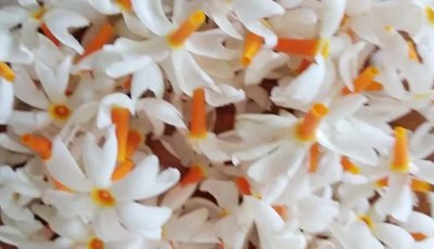 শিউলি ঝরে দূর্বা ঘাসে