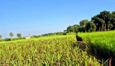 দুর্গাপুরে সোনালী মাঠে কালোর চমক: আশার আলো দেখাচ্ছে পুষ্টিগুণে সমৃদ্ধ ‘ব্ল্যাক রাইস’