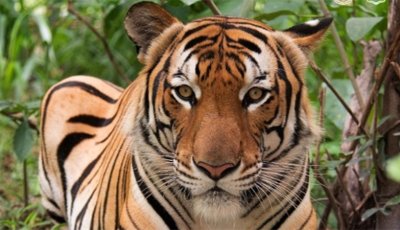 থাইল্যান্ডে ভাইরাসে আক্রান্ত হয়ে ৭২টি বাঘের মৃত্যু