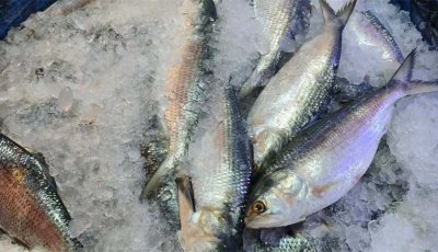 ইলিশের দাম কেজিতে বেড়েছে ৩০০-৪০০ টাকা
