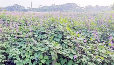 সবজি চাষে বদলে যাচ্ছে কলাপাড়ার অর্থনীতি