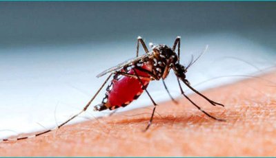 ডেঙ্গুতে আক্রান্ত হয়ে হাসপাতালে ভর্তি ১২ জন