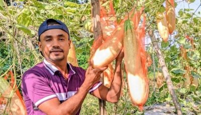 জাম্বু শসা চাষে তরুণের সাফল্য,কৃষকদের আগ্রহ বাড়ছে