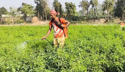 মালয়েশিয়ায় রপ্তানি হচ্ছে জামালপুরের কাঁচামরিচ